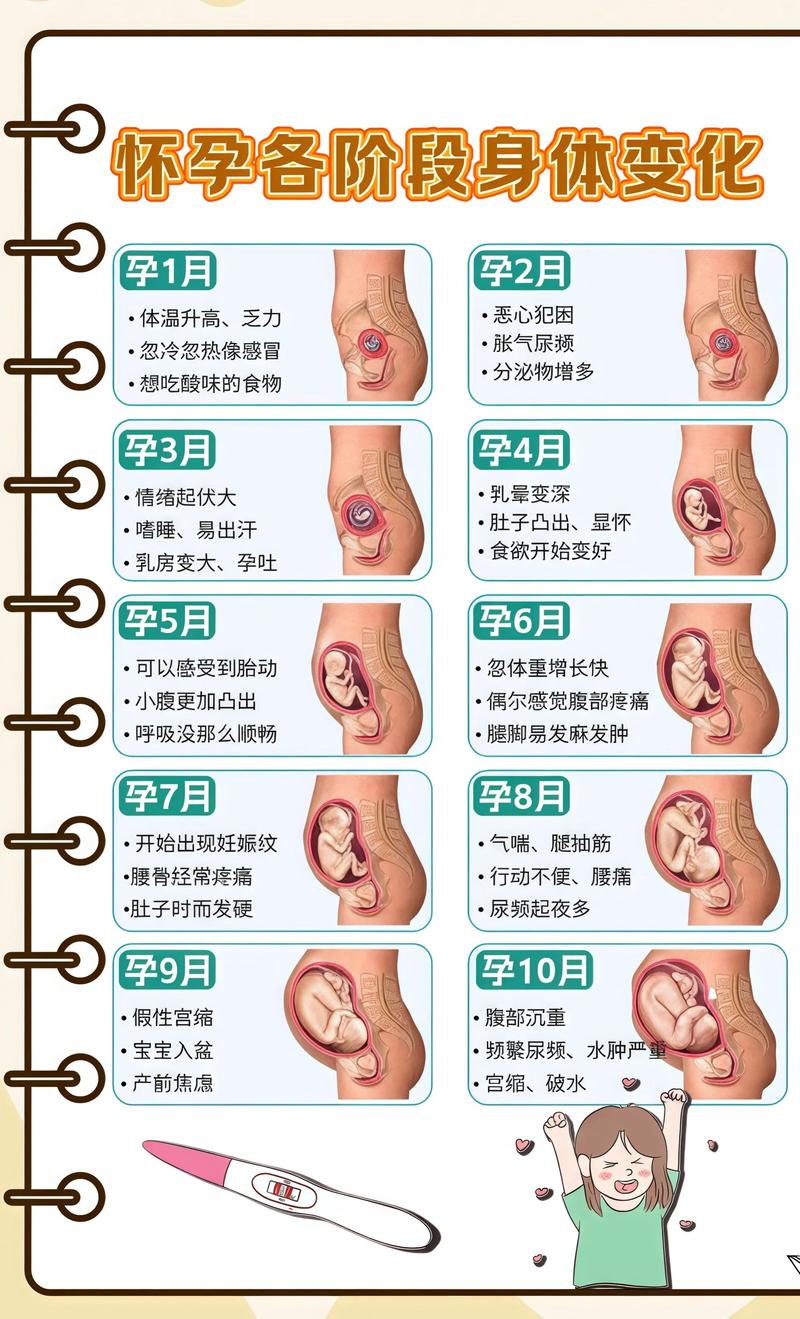 揭秘供卵代孕妈妈怀孕小腹分两节，孕期变化的奥秘毕节代生机构: